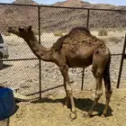 للبيع حشو قعود وبكره