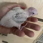 فرخ كنيور اناناس