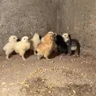 للبيع صوص براهما اصل