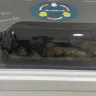 فقاسة صغيرة