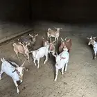 10 تيوس بلدي سليمه نظيفه شرط من العذاريب والامراض