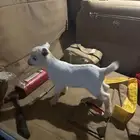 تيس قزمي