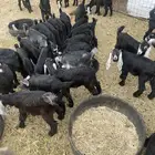 تيوس طيبه للبيع