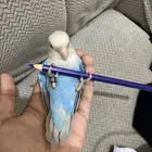 روز ازرق ذكر