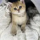 سكوتش ستريت Ny11