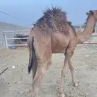 قعدان عدد 2