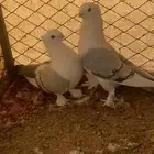 زوج روماني