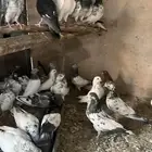 باكستانيات(تم البيع)