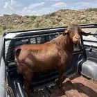تيس احص جبر وعظم كبير وحار شرط