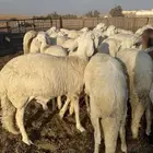 سواكن ذبايح مرابي