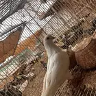 انثي قطيفي غرانق معقده صندقه