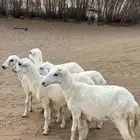 للبيع5 رخيل بلدي فواخر