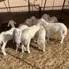 بهم تربيه حري طليان