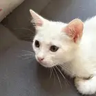 قطط للتبني