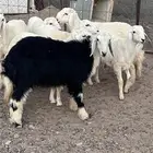 للبيع طليان ذبايح