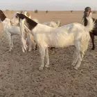 معزا هولنديات نوادر جروم فواخر توب التوب ..