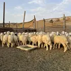 طليان حري مناسبات
