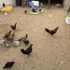 دجاج للبيع