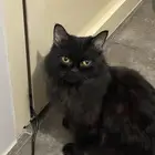 قطة سوداء من سلالة بومباي العمر سنة