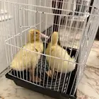 بطتين للبيع مع قفص وحامل اكل وحامل شرب