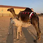 ناقه خلفه مصغر مجهم