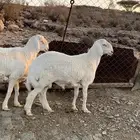 طليان مشاريع فحول