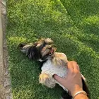 كلبة يورك شاير ميني