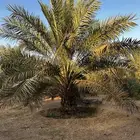 نخل