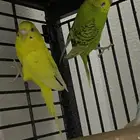 ثلاث طيور بادجي
