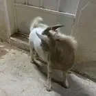 تيس قزمي