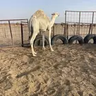 حشوان مفاريد مقفله شحم