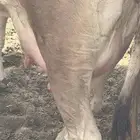 بقرة بكر سويسريه والد اليوم تحتها عجل
