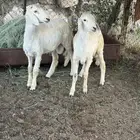 خروفين كفو وفل شحن ونضيفه جدا