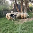 غنم نجد