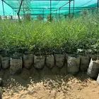 مورنقا البان العربي ( اليسر ) جمله ب3 ريال فقط