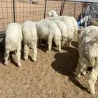 بهم حري ( تم البيع )