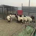 هرافا نعيم فاخره فاخره