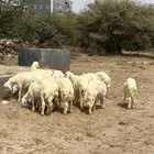 نعرض لكم خرفان طيبه ب الحيل شي فاخر