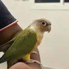زوج كنيور للبيع