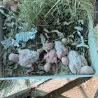 13 فرخ روز غر