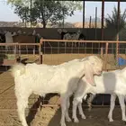 للبيع مشاريع فحول ماعز أبيض مطوره