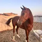 حصان عربي ورق