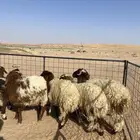 تم البيع