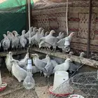 فروخ فيومي الالمنيوم سوبر جامبو صافي