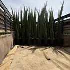 سرو ايطالي شتلات