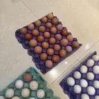 بيض عضوي بلدي طازج للبيع