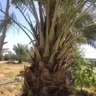 نخل لوجه الله