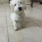 كلاب مالتيز