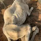 للبيع ناقه كوم لحم
