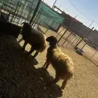 خرفان نعيم جذعان طيبات